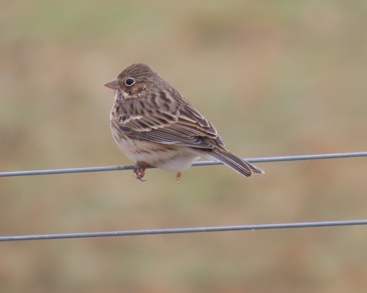 Abendammer - ML646832581