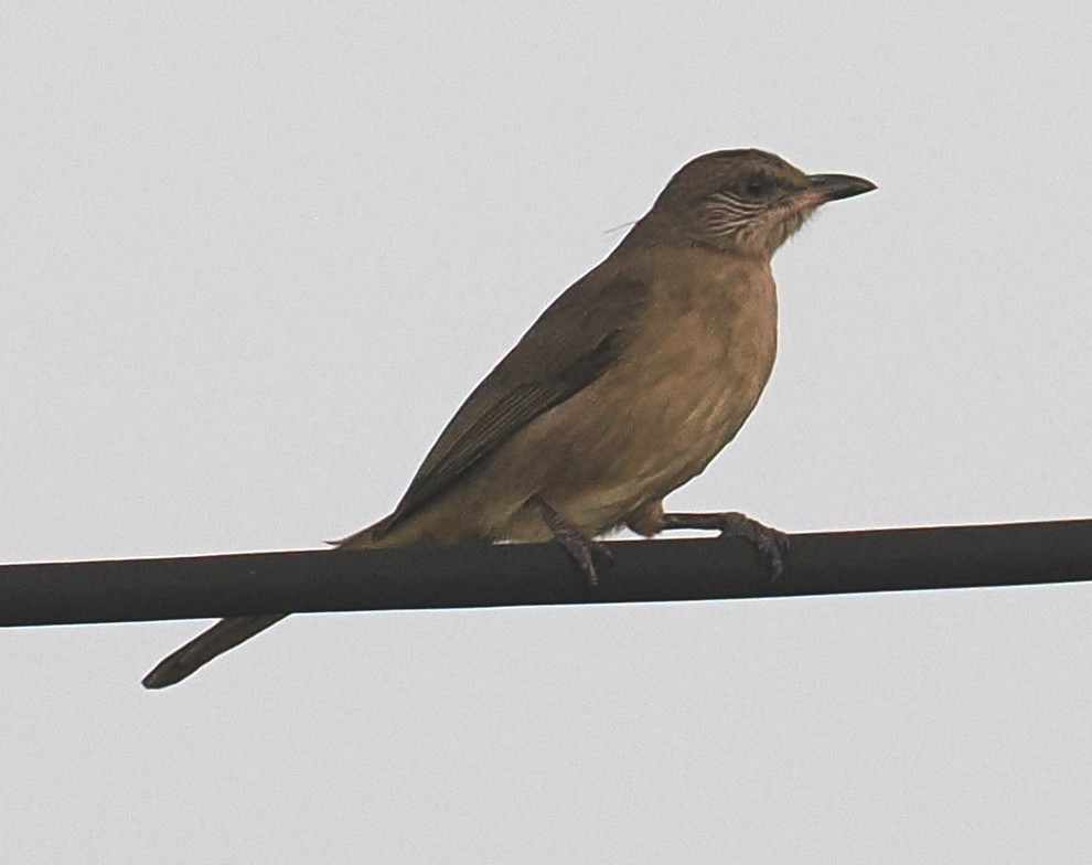Streak-eared Bulbul - ML646832583
