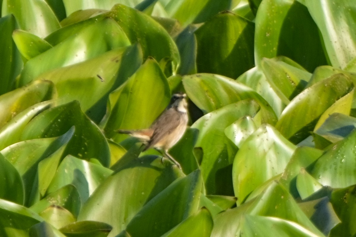 オガワコマドリ - ML646832587