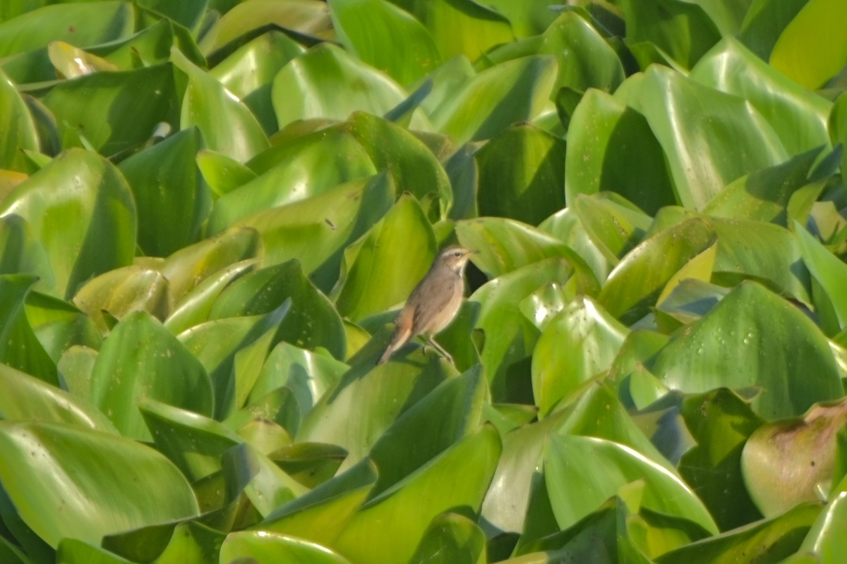 オガワコマドリ - ML646832588