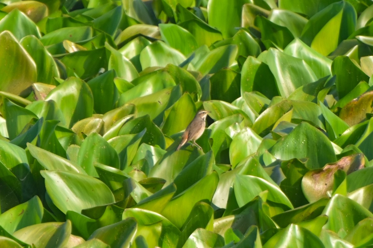 オガワコマドリ - ML646832589