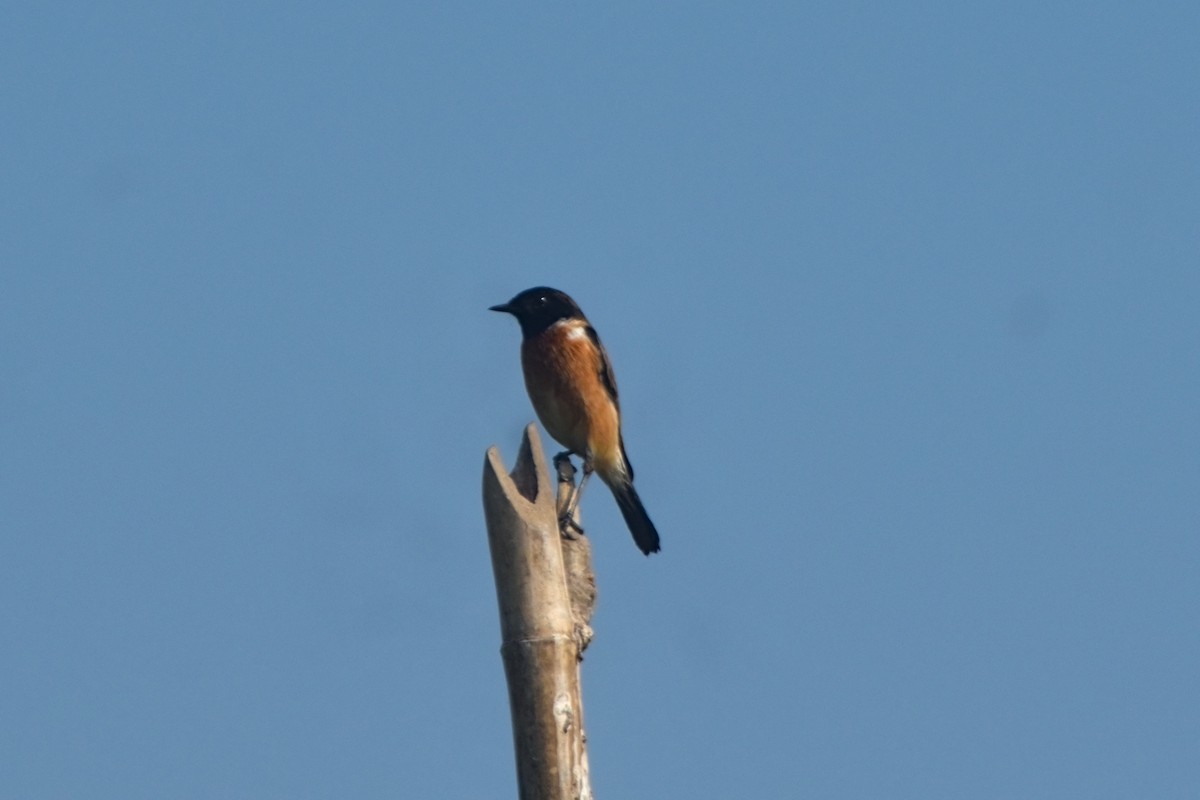 Siberian Stonechat - ML646832590