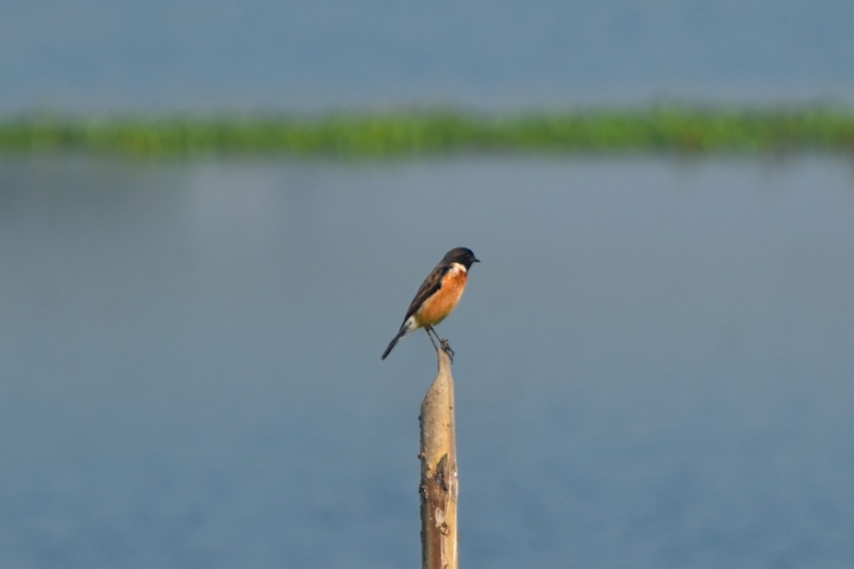 Siberian Stonechat - ML646832591
