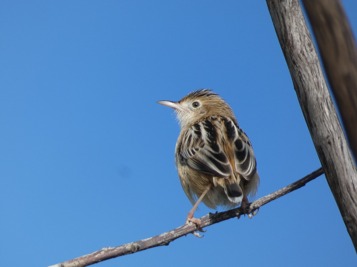 Zitting Cisticola - ML646832592