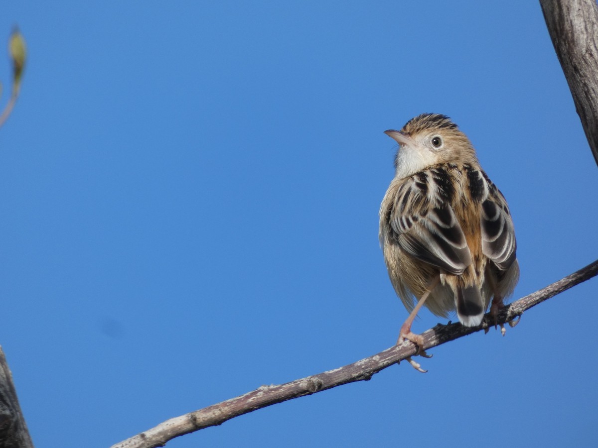 Zitting Cisticola - ML646832593