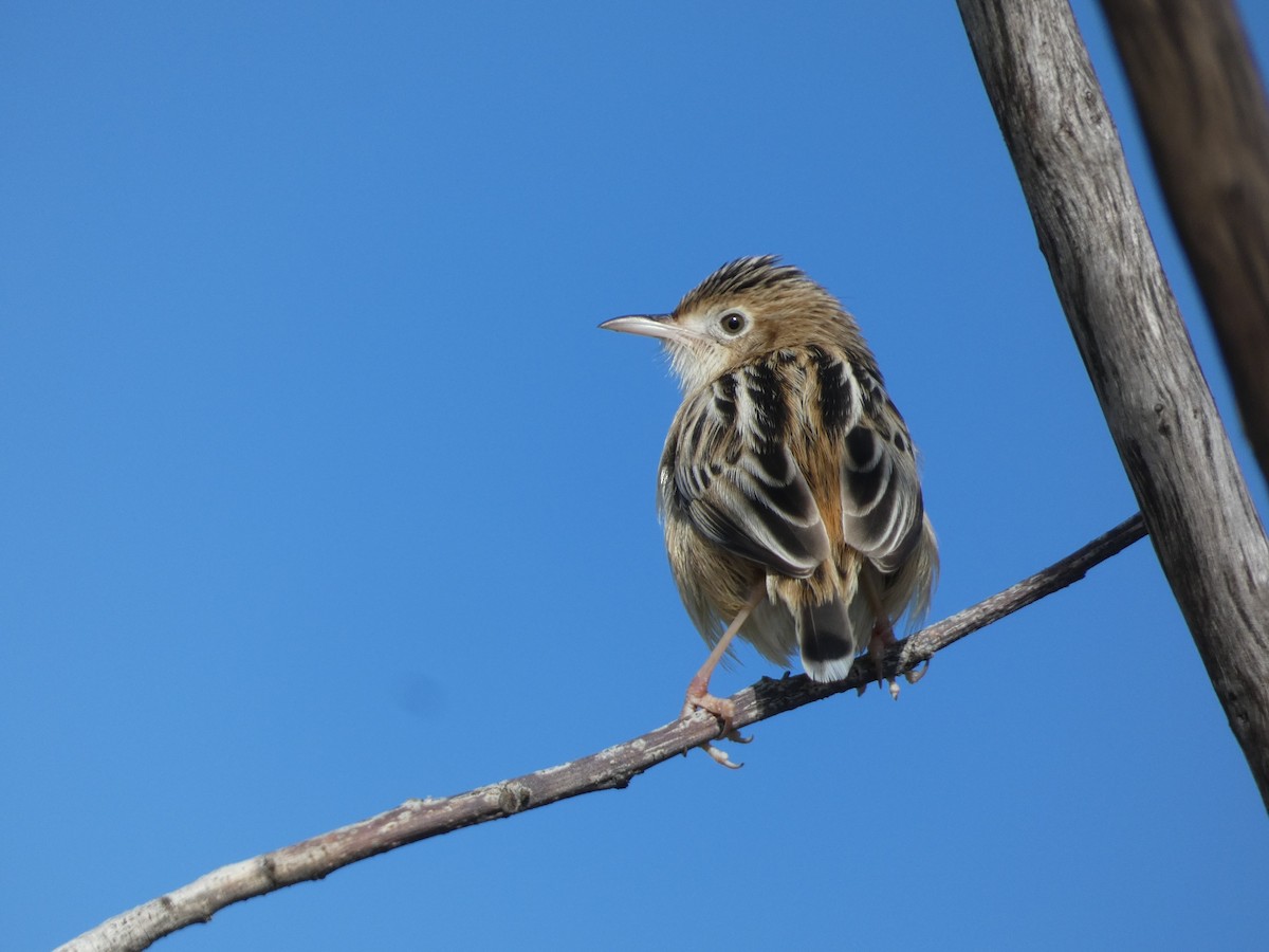Zitting Cisticola - ML646832594