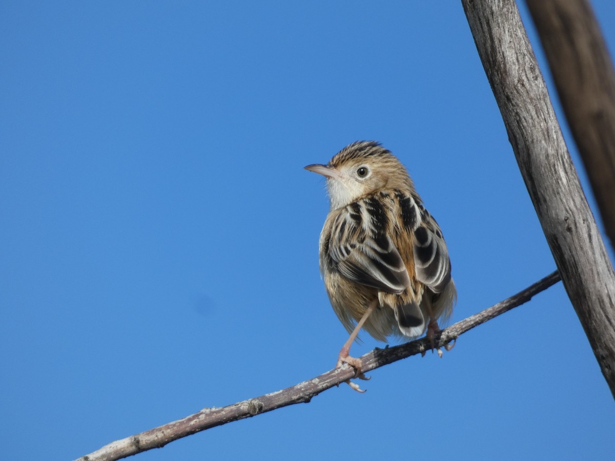 Zitting Cisticola - ML646832595