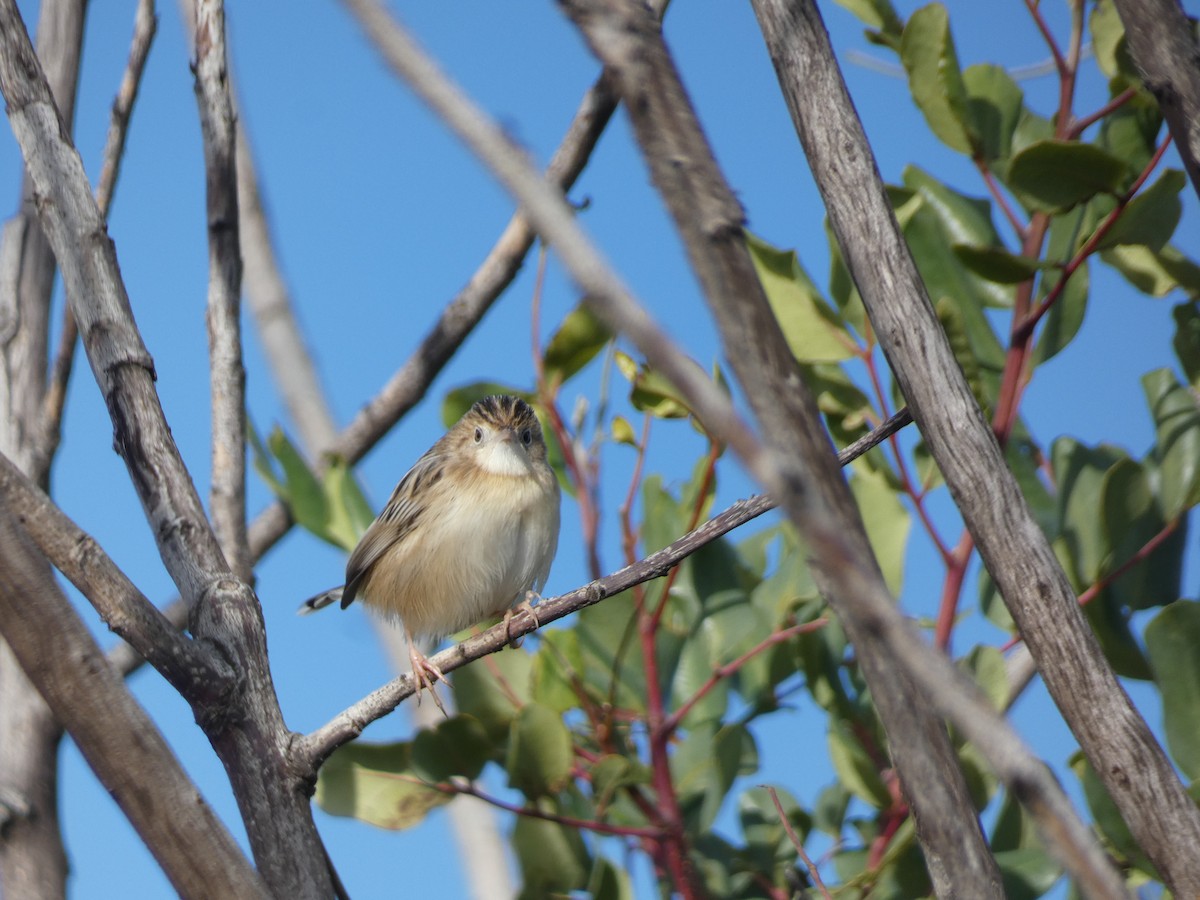 Zitting Cisticola - ML646832596