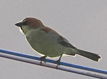 Plain-backed Sparrow - ML646832597