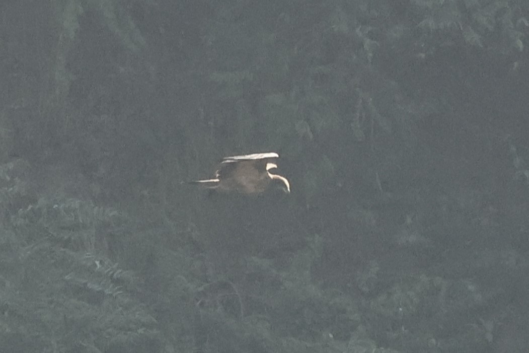 Pallas's Fish-Eagle - ML646832600