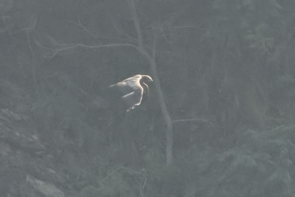 Pallas's Fish-Eagle - ML646832601