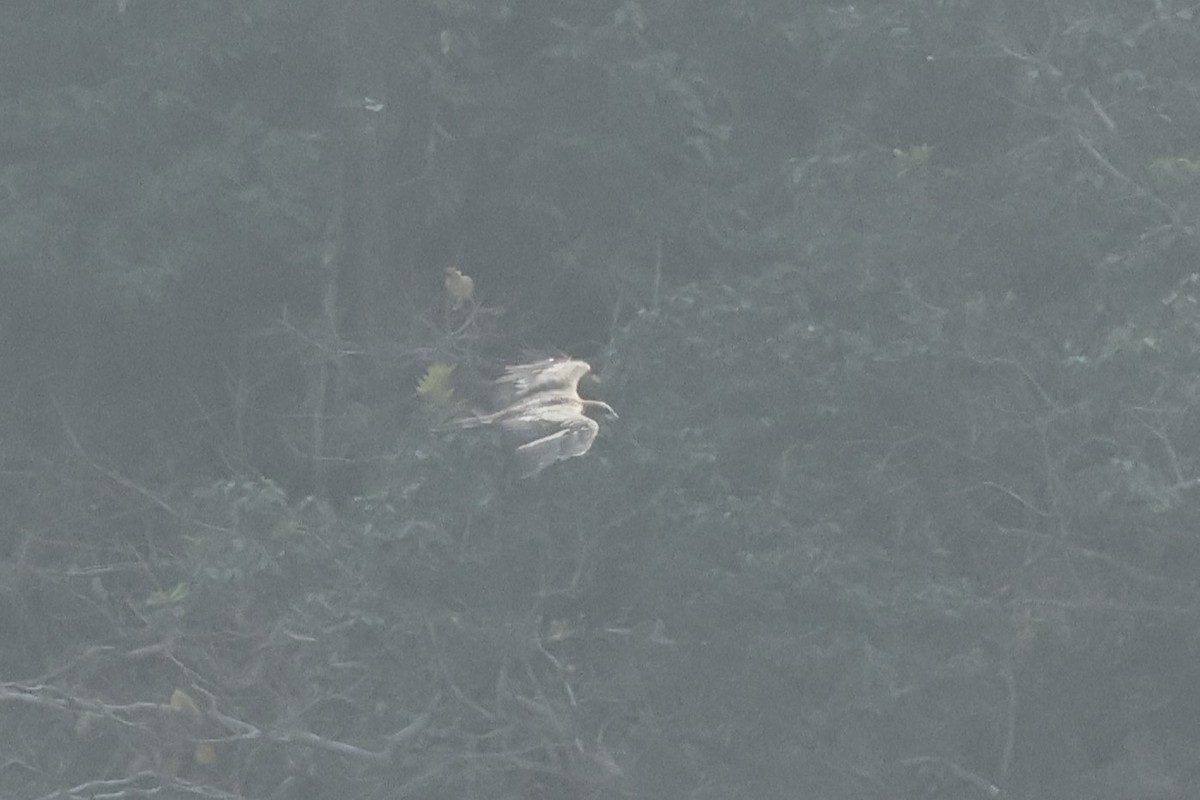 Pallas's Fish-Eagle - ML646832602