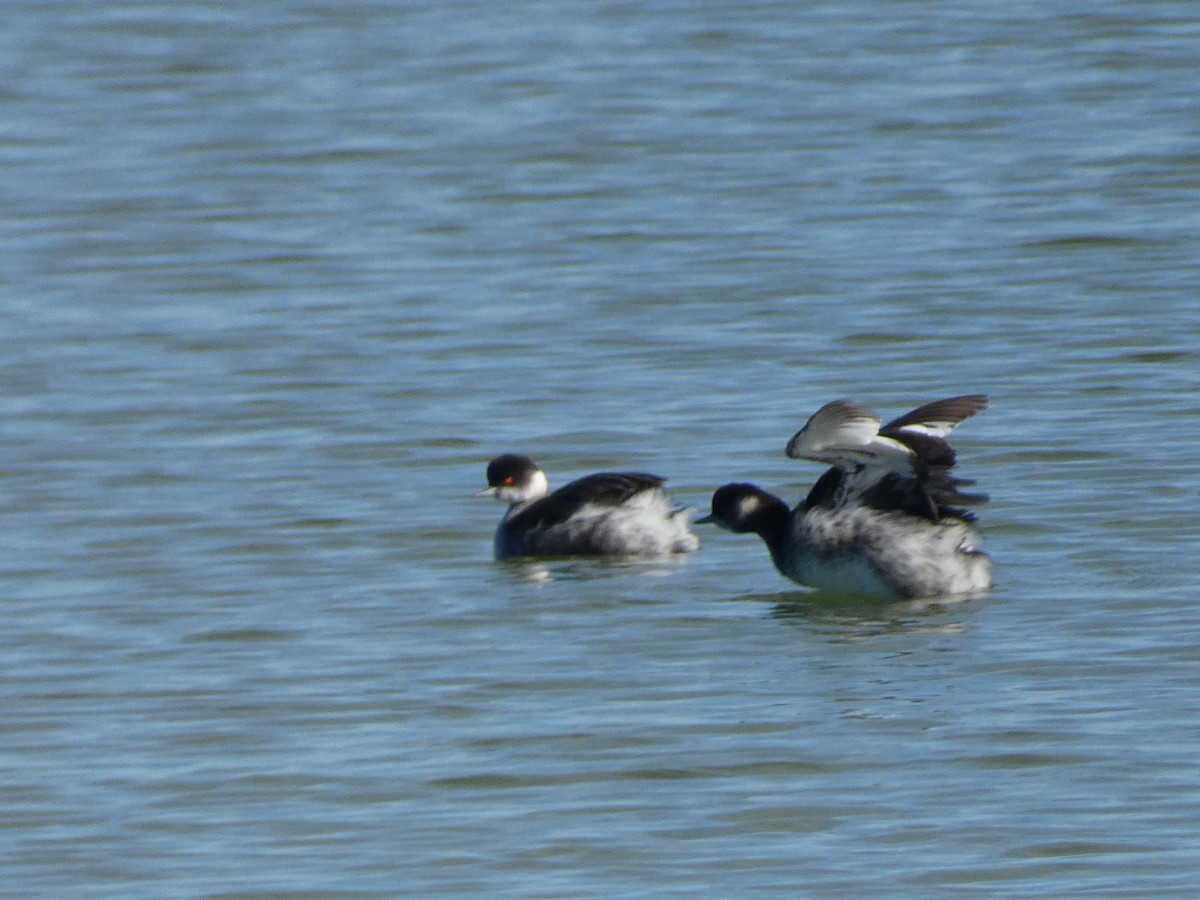 Grèbe à cou noir - ML646832603