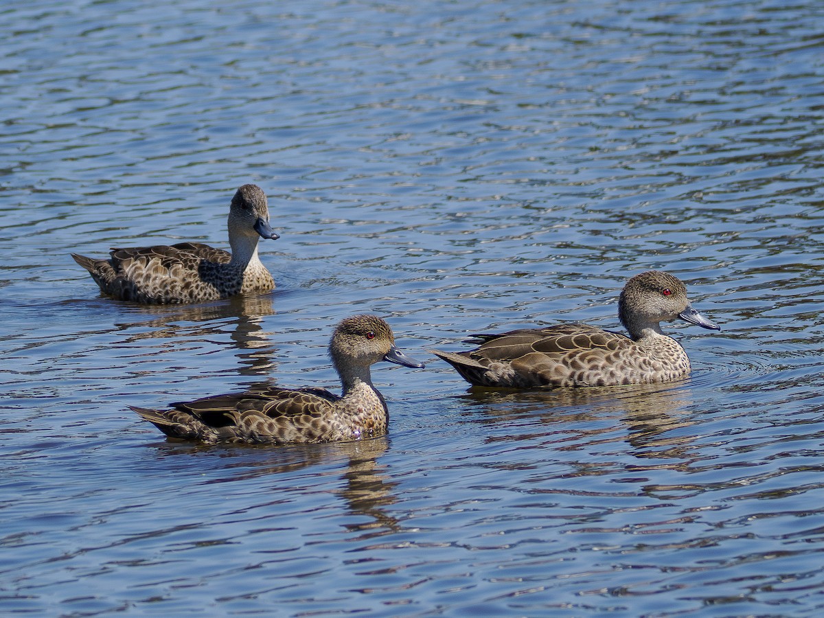 Gray Teal - ML646832605