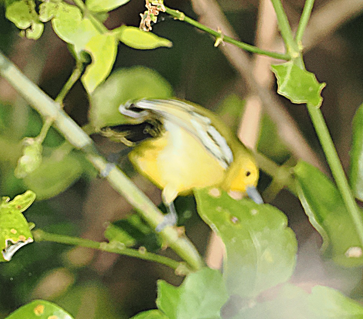 Common Iora - ML646832606
