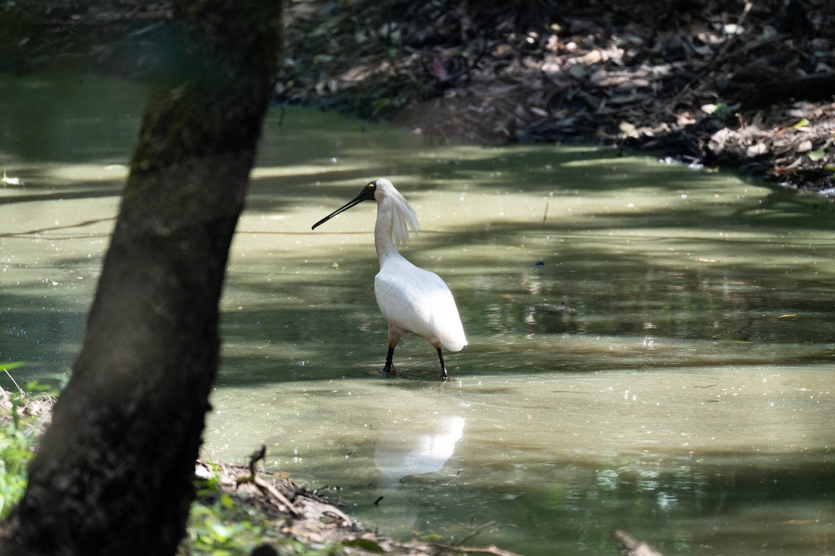 kongeskjestork - ML646832608