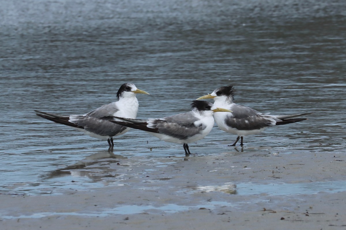 rybák chocholatý - ML646832609