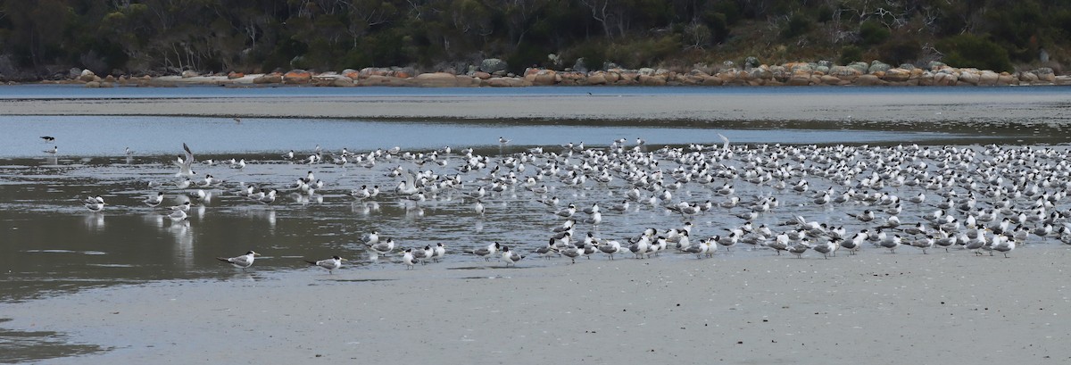 rybák chocholatý - ML646832610