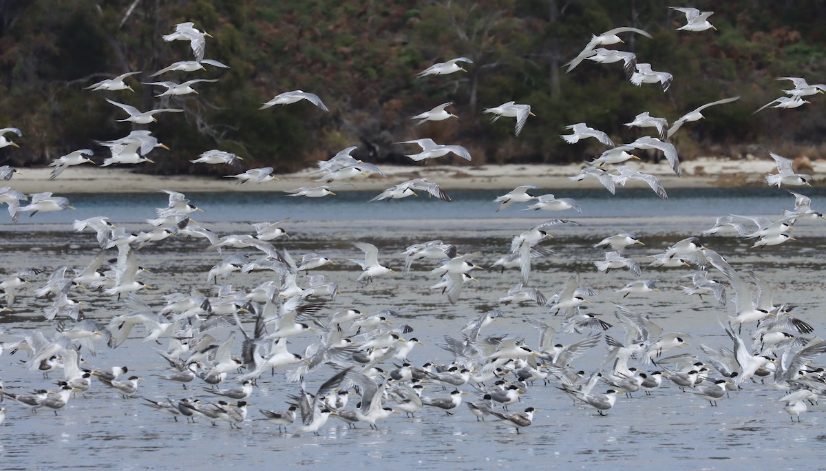 rybák chocholatý - ML646832611