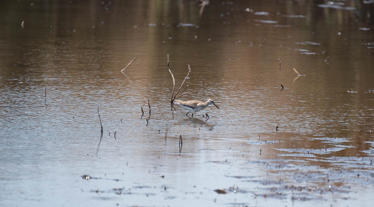 vodouš bahenní - ML646832612