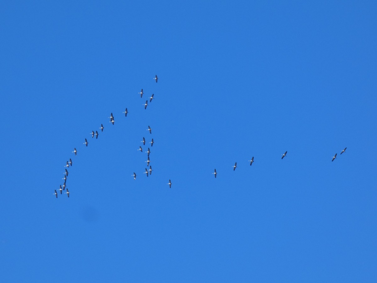 Common Crane - ML646832615