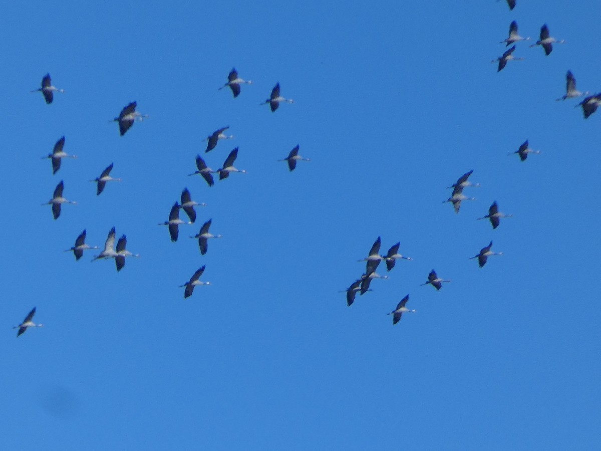 Common Crane - ML646832616