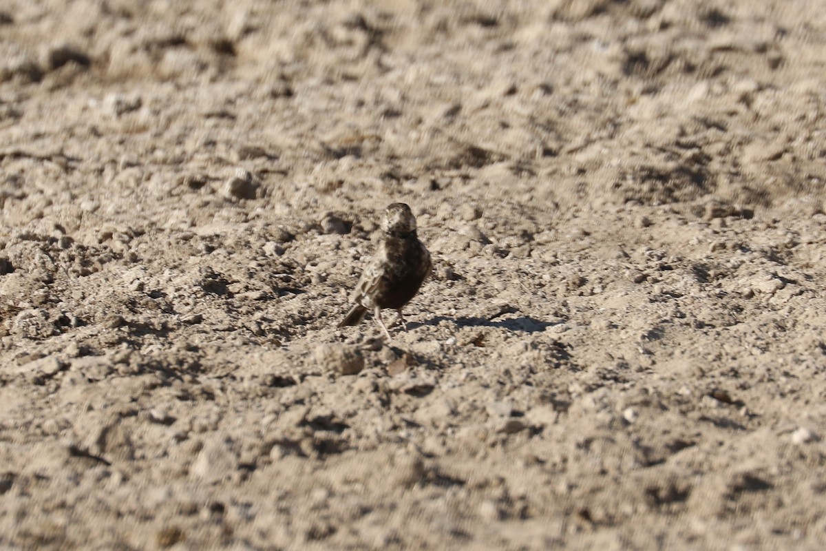 Gray-backed Sparrow-Lark - ML646832617