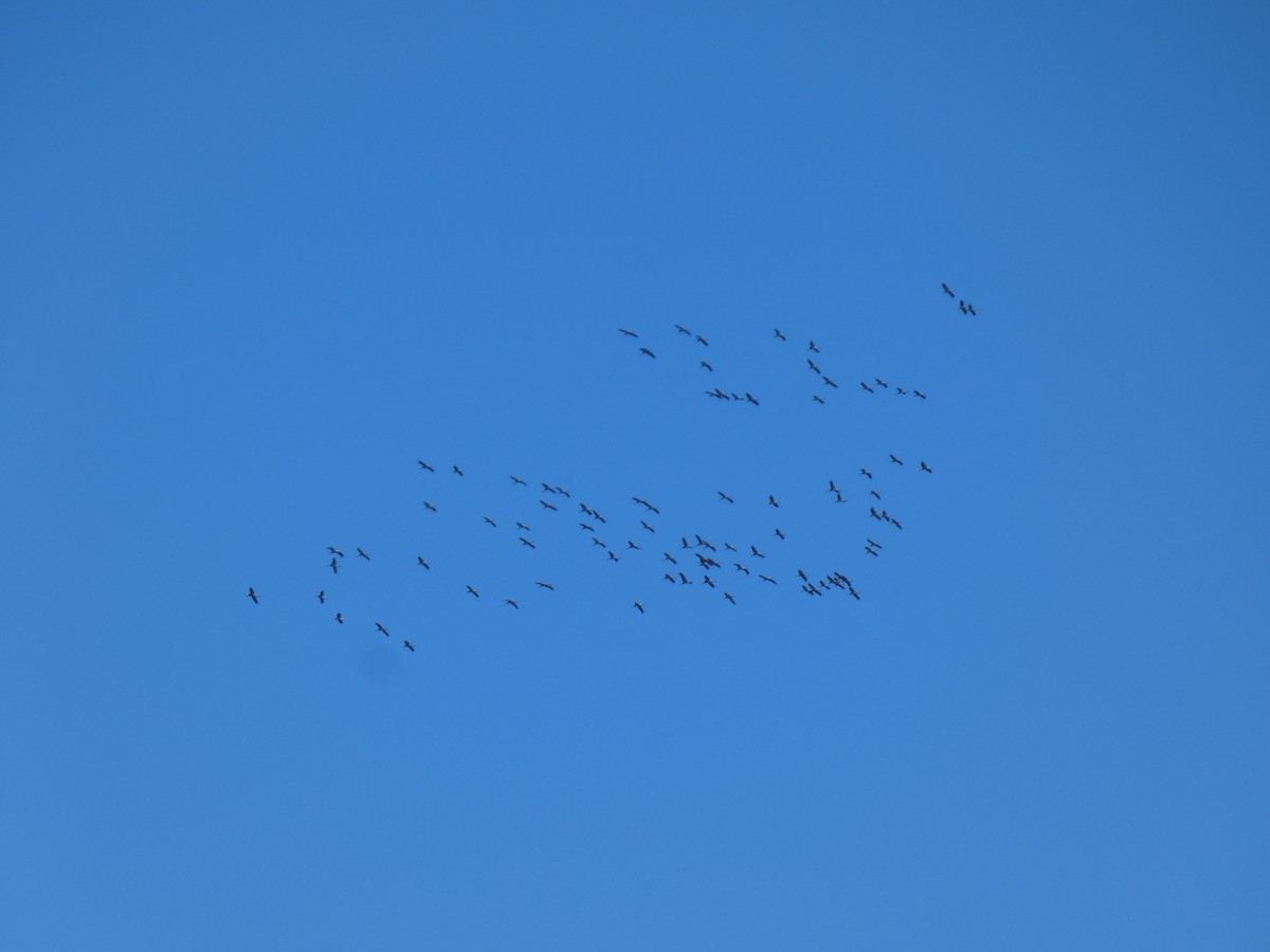 Common Crane - ML646832618