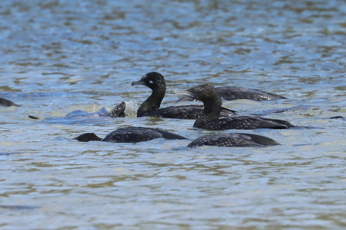 kormorán australský - ML646832619