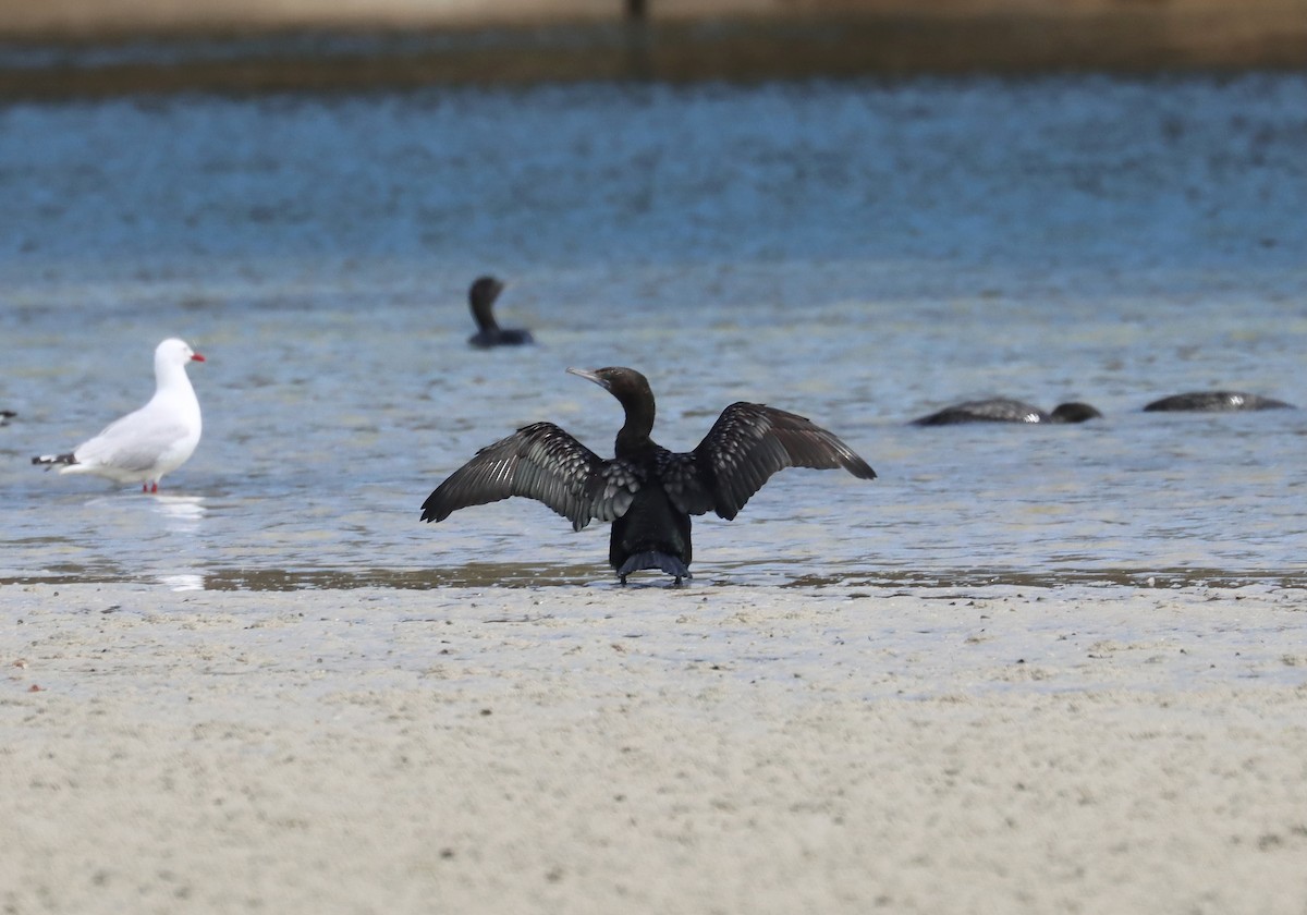 kormorán australský - ML646832620