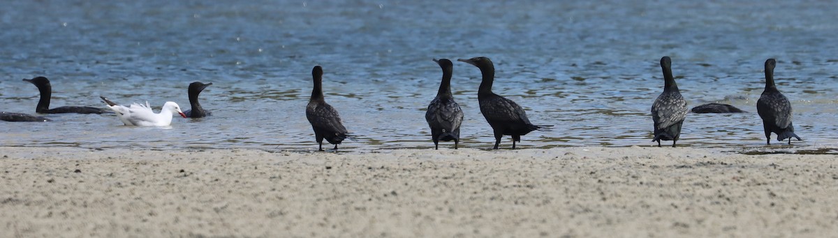 kormorán australský - ML646832621