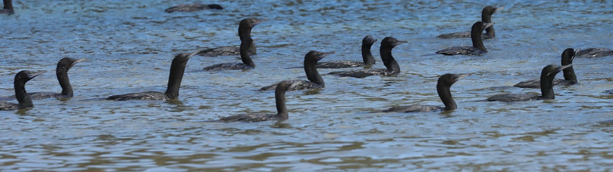 kormorán australský - ML646832622