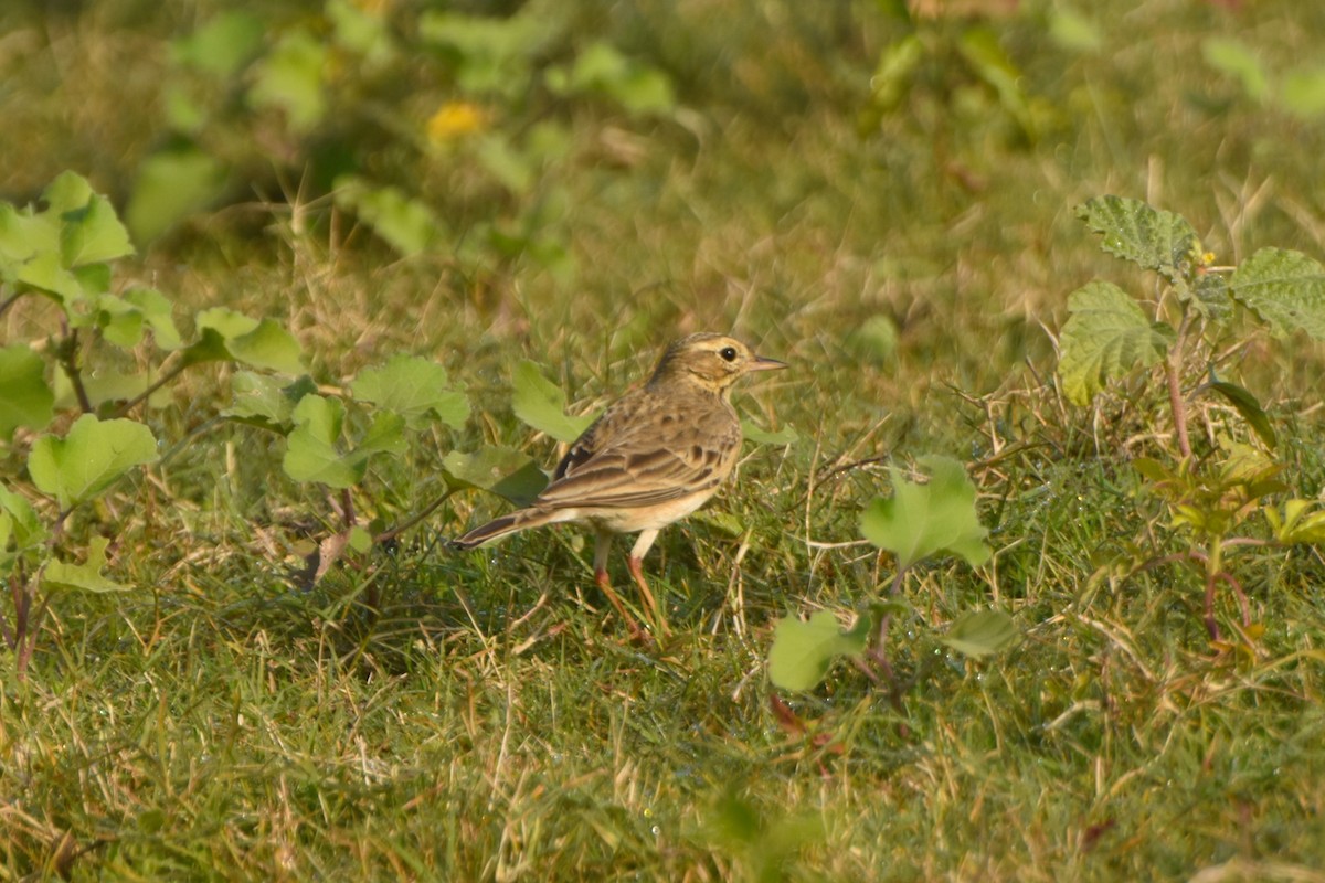 ヒメマミジロタヒバリ - ML646832624