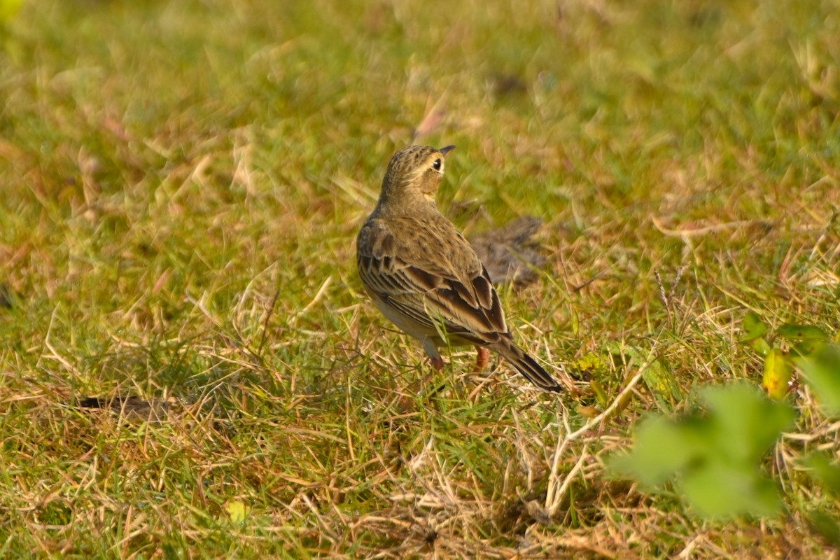 ヒメマミジロタヒバリ - ML646832625