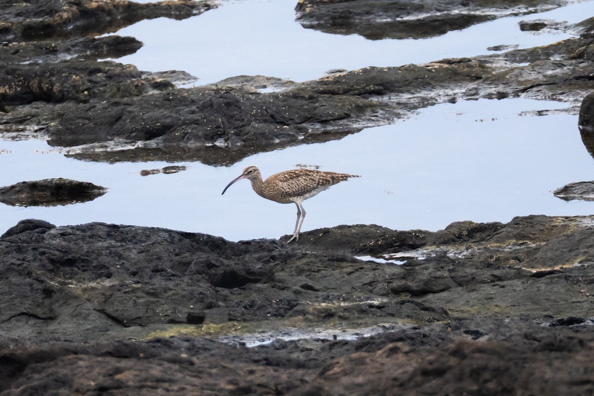 チュウシャクシギ - ML646832626