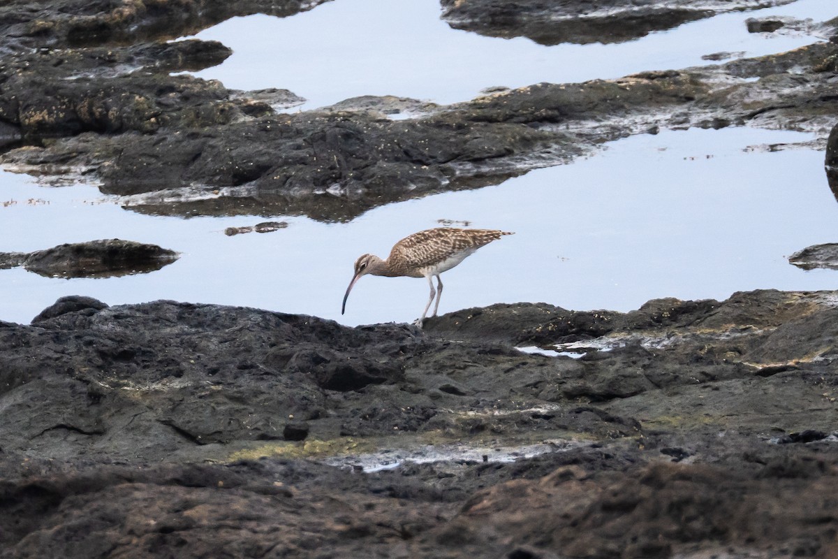 チュウシャクシギ - ML646832628