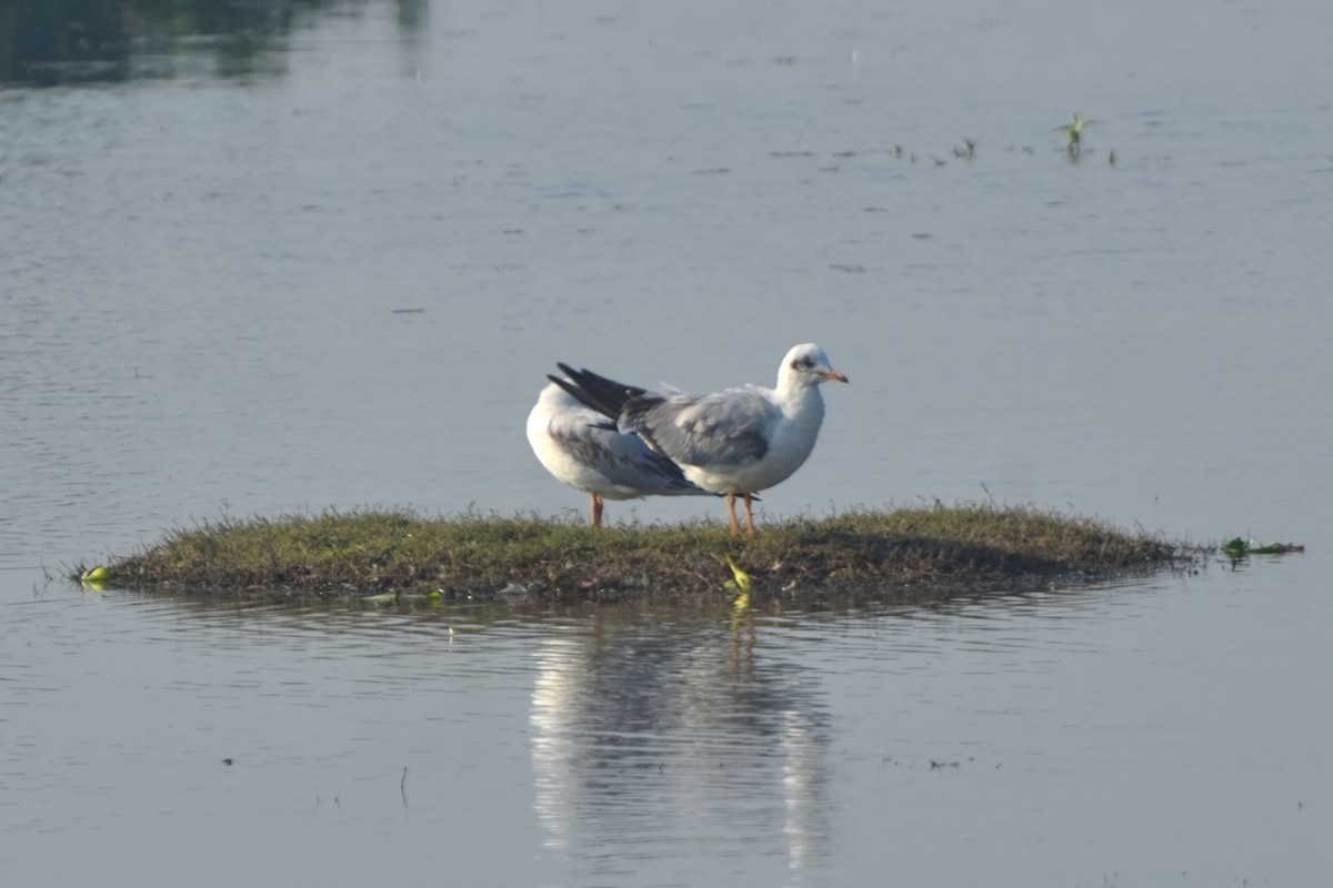 Gaviota Centroasiática - ML646832629
