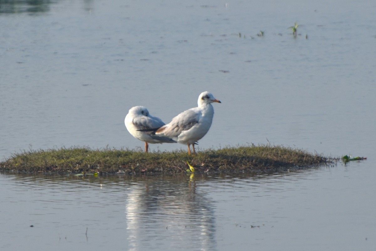 Gaviota Centroasiática - ML646832630