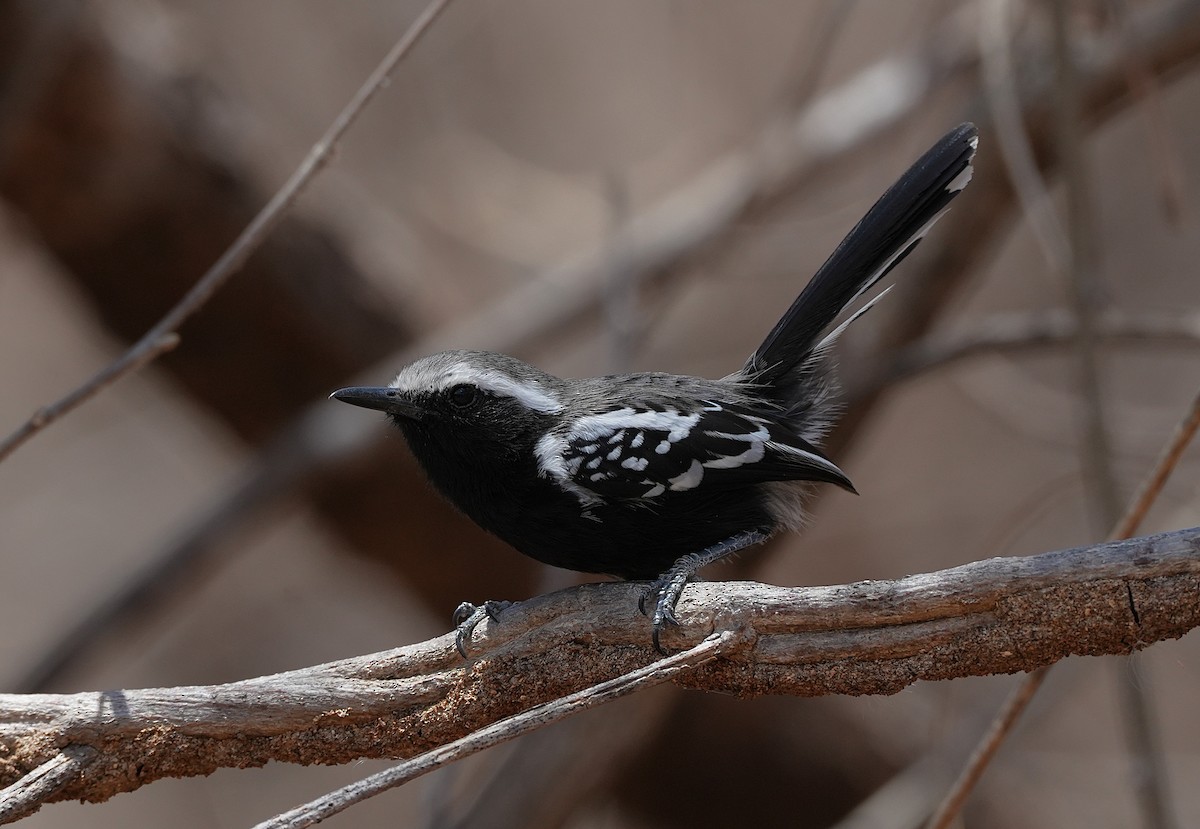 Black-bellied Antwren - ML646832631