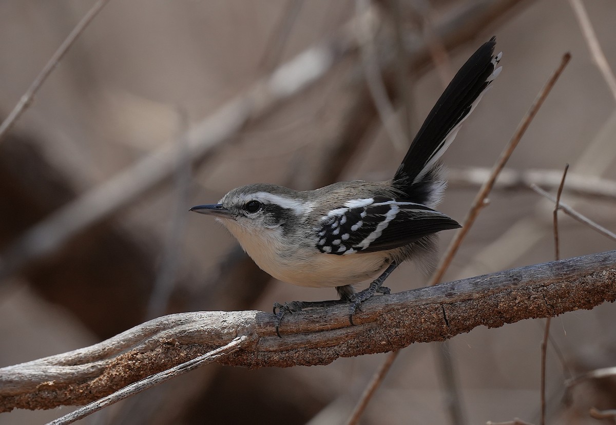 Black-bellied Antwren - ML646832632