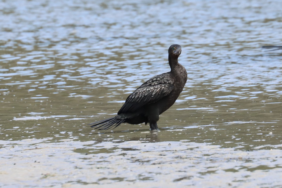 kormorán australský - ML646832634