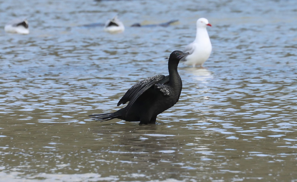 kormorán australský - ML646832635