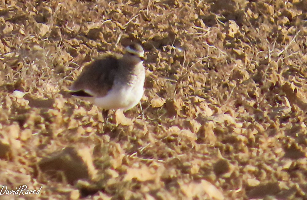 Vanneau sociable - ML646832636