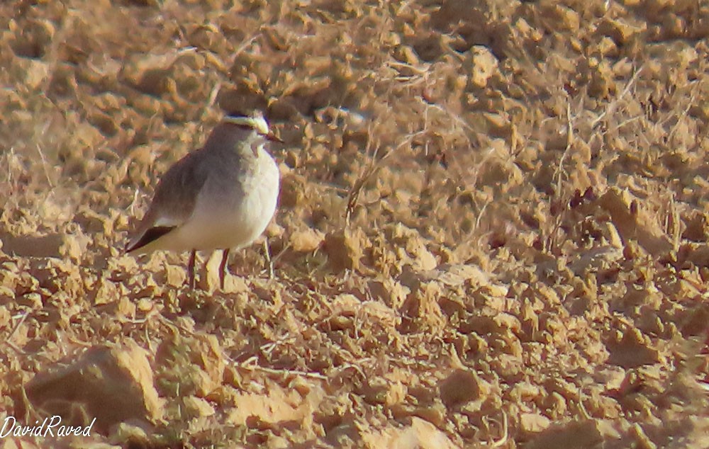 Vanneau sociable - ML646832638