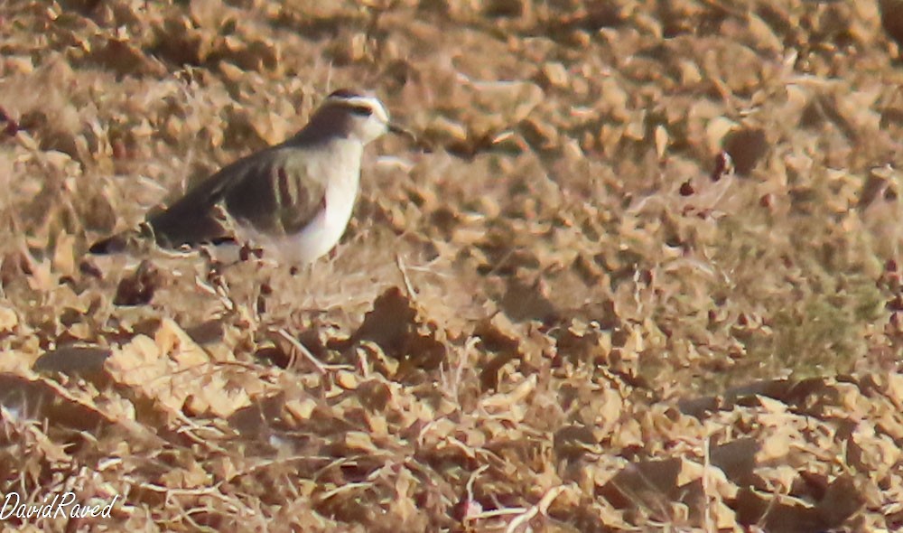 Vanneau sociable - ML646832639