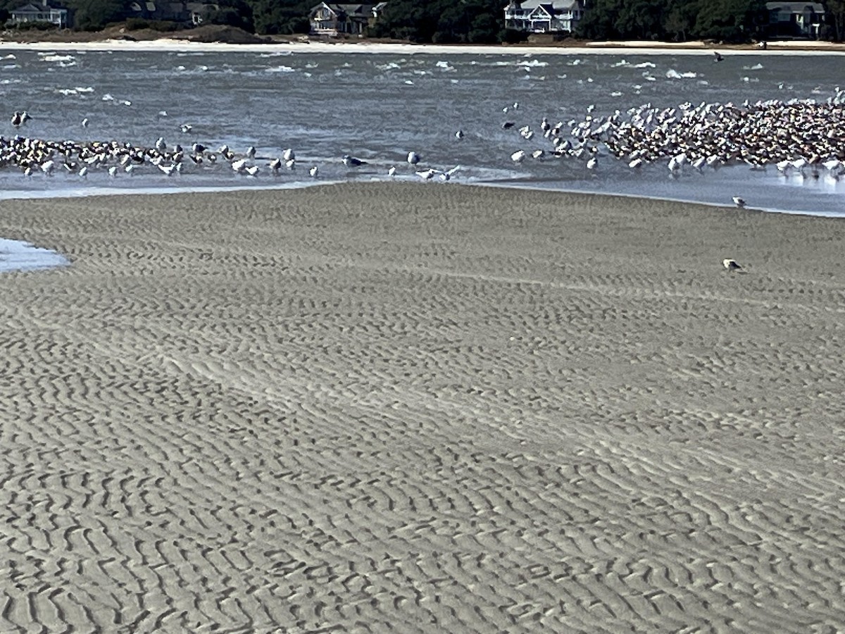 Black Skimmer - ML646832642