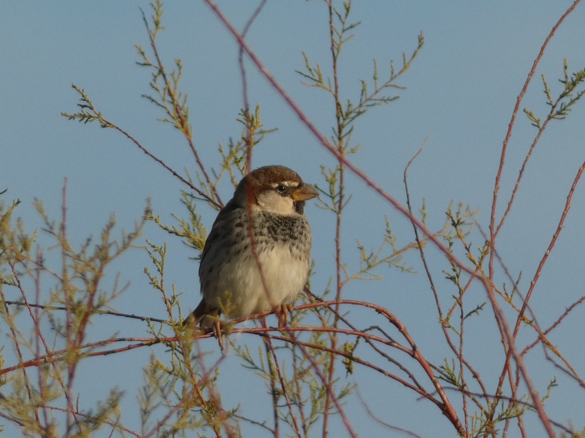 Spanish Sparrow - ML646832644