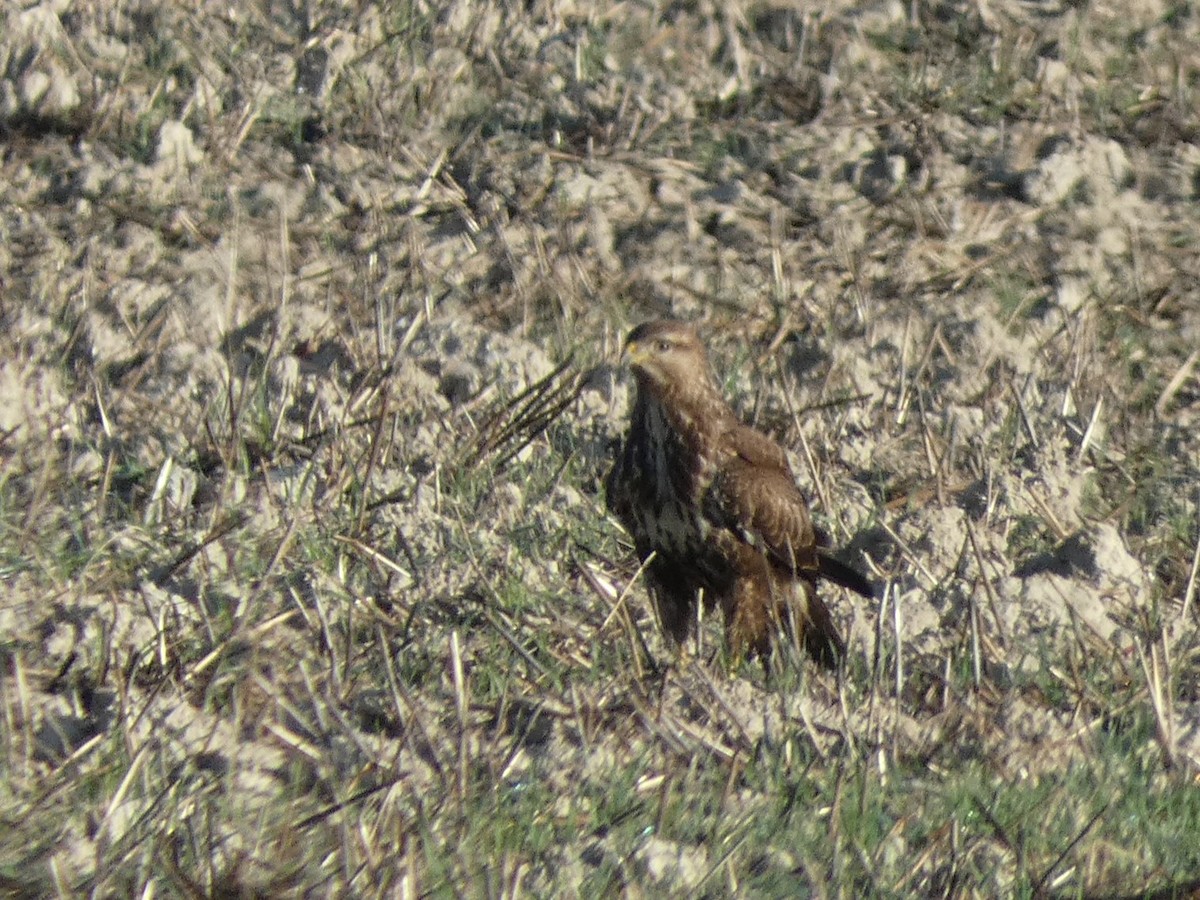 Common Buzzard - ML646832645