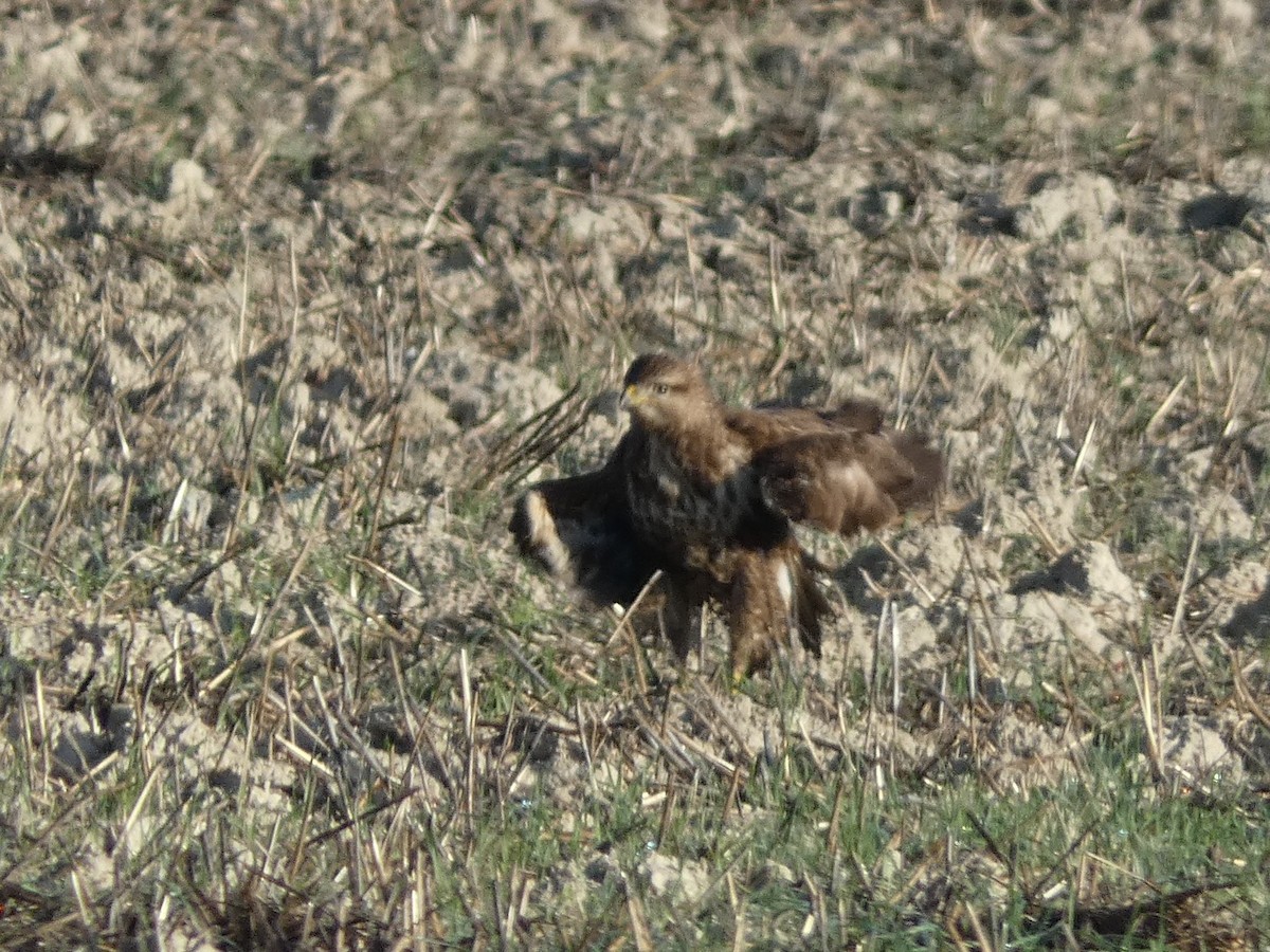 Common Buzzard - ML646832646