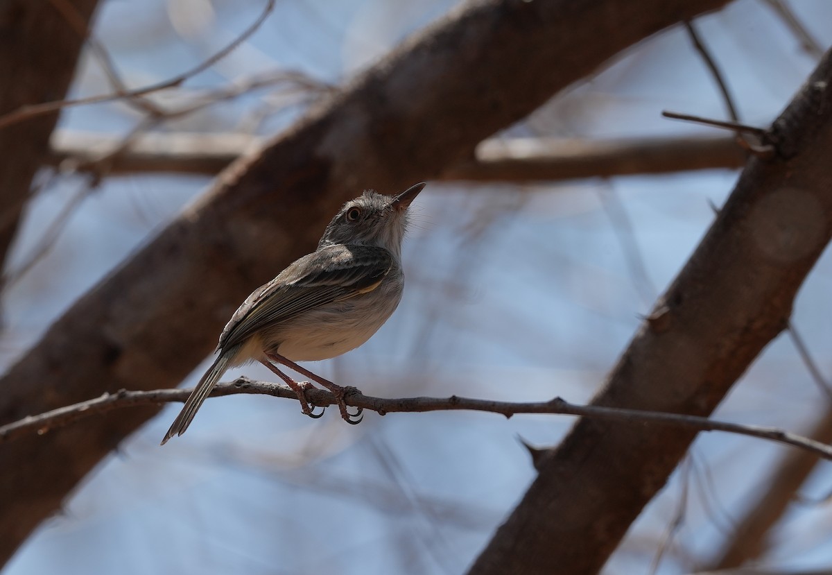 Pearly-vented Tody-Tyrant - ML646832647